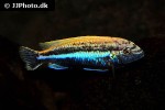 melanochromis auratus melanochromis auratus