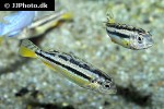 melanochromis auratus melanochromis auratus