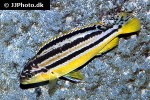 melanochromis auratus melanochromis auratus