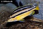 melanochromis auratus melanochromis auratus