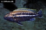 melanochromis auratus melanochromis auratus