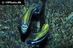 melanochromis auratus melanochromis auratus