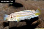 melanochromis auratus albino melanochromis auratus albino