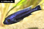 melanochromis chipokae melanochromis chipokae