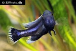 melanochromis chipokae melanochromis chipokae