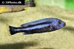 melanochromis chipokae melanochromis chipokae