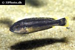 melanochromis chipokae melanochromis chipokae