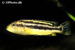 melanochromis chipokae melanochromis chipokae
