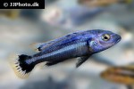 melanochromis chipokae melanochromis chipokae