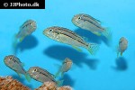 melanochromis dialeptos melanochromis dialeptos