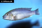 melanochromis lepidiadaptes melanochromis lepidiadaptes