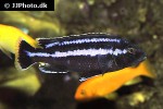 melanochromis loriae melanochromis loriae