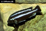 melanochromis loriae melanochromis loriae