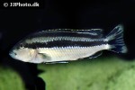 melanochromis loriae melanochromis loriae