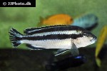 melanochromis loriae melanochromis loriae
