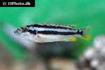 melanochromis simulans melanochromis simulans