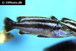 melanochromis species northern melanochromis species northern