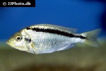 mylochromis melanonotus mylochromis melanonotus