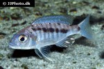 mylochromis spilostichus mylochromis spilostichus