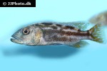 nimbochromis fuscotaeniatus nimbochromis fuscotaeniatus