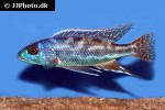 nimbochromis fuscotaeniatus nimbochromis fuscotaeniatus