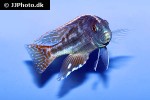 nimbochromis fuscotaeniatus nimbochromis fuscotaeniatus