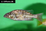 nimbochromis linni nimbochromis linni