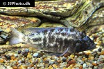 nimbochromis linni nimbochromis linni