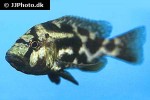 nimbochromis livingstonii nimbochromis livingstonii