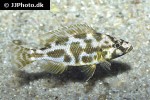 nimbochromis livingstonii nimbochromis livingstonii