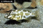 nimbochromis livingstonii nimbochromis livingstonii