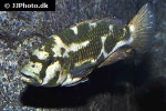 nimbochromis livingstonii nimbochromis livingstonii