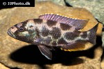 nimbochromis livingstonii nimbochromis livingstonii