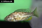 nimbochromis polystigma nimbochromis polystigma