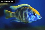 nimbochromis venustus nimbochromis venustus