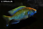 nimbochromis venustus nimbochromis venustus