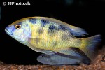nimbochromis venustus nimbochromis venustus