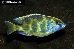 nimbochromis venustus nimbochromis venustus