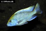 nimbochromis venustus nimbochromis venustus