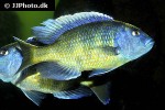 nimbochromis venustus nimbochromis venustus