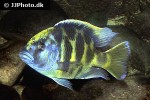 nimbochromis venustus nimbochromis venustus