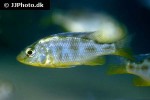 nimbochromis venustus nimbochromis venustus