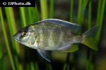 nimbochromis venustus nimbochromis venustus