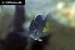 nimbochromis venustus nimbochromis venustus