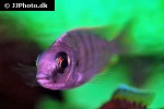 nyassachromis boadzulu nyassachromis boadzulu