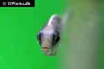 nyassachromis boadzulu nyassachromis boadzulu