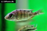 nyassachromis boadzulu nyassachromis boadzulu