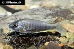 nyassachromis boadzulu nyassachromis boadzulu