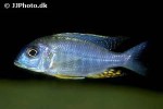 nyassachromis microcephalus nyassachromis microcephalus