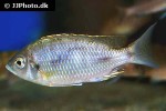 nyassachromis microcephalus nyassachromis microcephalus